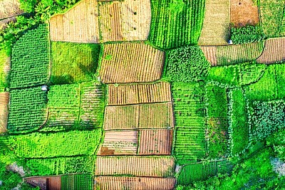 Foto aerea di terreni agricoli