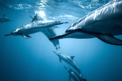 פאזל של תרמיל הדולפינים