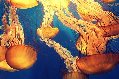 Ilustración de medusas