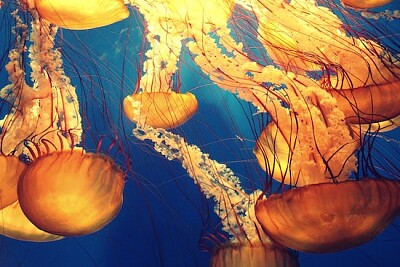 Jellyfish Illustration jigsaw puzzle