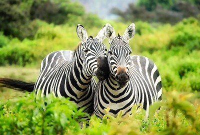 Happy Zebras