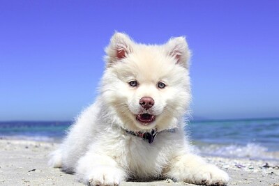 Eskimo Puppy