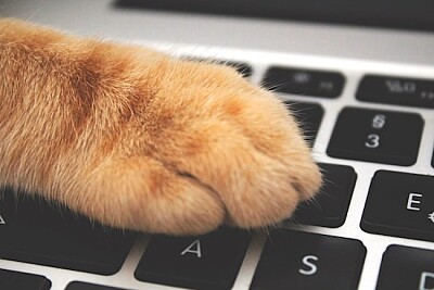 Gato sobre teclado