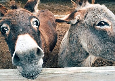 Primer plano de 2 burros