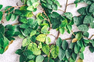 Close-up das folhas da planta verde