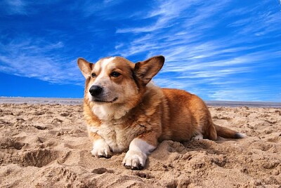 Hund på Sandy Blue Day