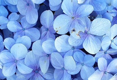 Blå blomblad med blommor