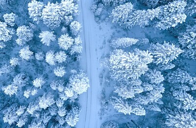 雪に覆われた木の空中写真