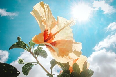 Hibiscus jaune sous la lumière du soleil
