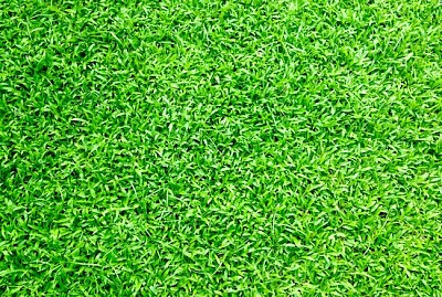 Green Grass jigsaw puzzle