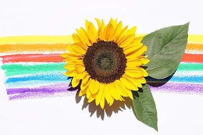 Girasol con pintura