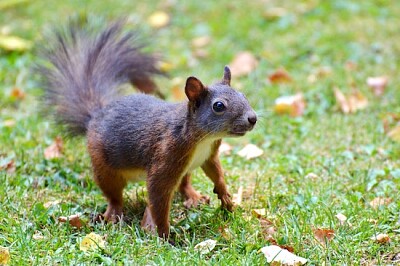 Brown Racoon jigsaw puzzle