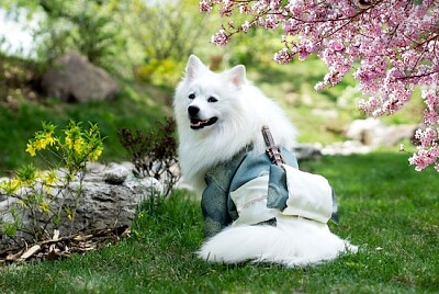 Samojedhund i parken