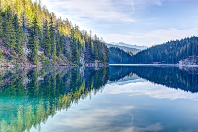 Alberi verdi in riva al fiume