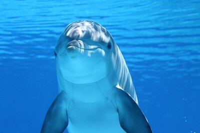 Süßer Delphin