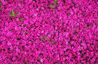 Fleurs épanouies roses