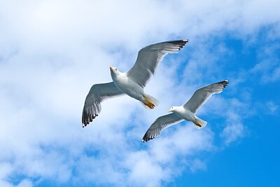 Två duvor blå himmel