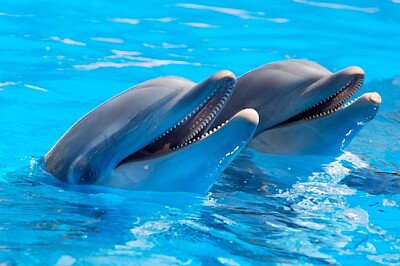 兩隻海豚