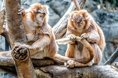 Two Monkeys jigsaw puzzle