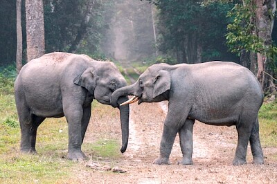Zwei Elefanten auf der Straße