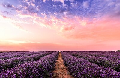 Lavendelfält på solnedgången