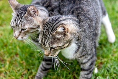 Close de dois gatos malhados