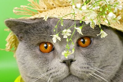 Chat avec un chapeau