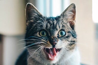 Chat attendant le déjeuner