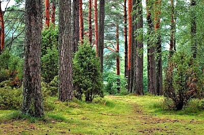 Green Forest jigsaw puzzle