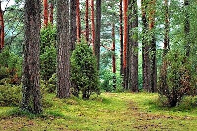 Floresta verde