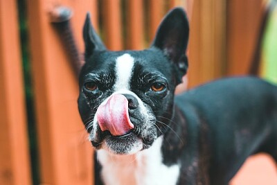 Cachorro peludo curto preto e branco