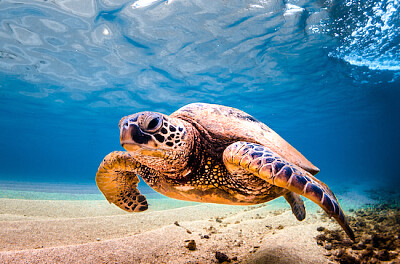 Tortuga verde hawaiana en agua