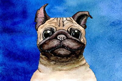 Buldogue aquarela sobre fundo azul