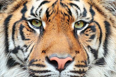 Wildkatzen-Tiger
