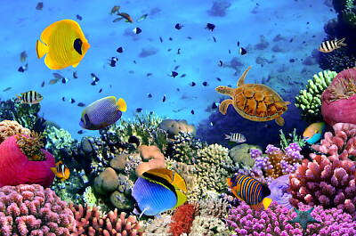 Spectacle de corail