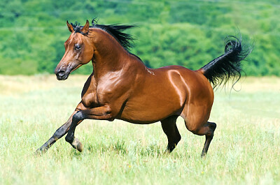 Cavallo arabo in corsa