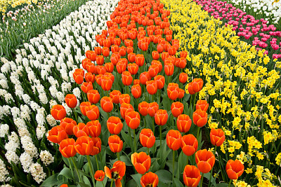 Champ de fleurs colorées