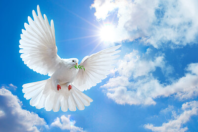Dove in the Sky