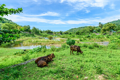 Keereewong 泰拉德村