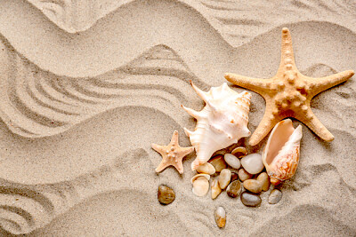 Conchas y estrellas de mar