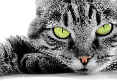 חתול ירוק עיניים