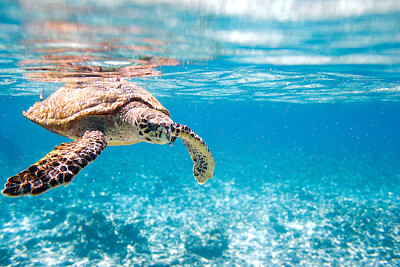 Sea Turtle Underwater