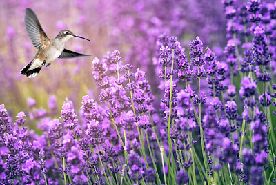 Colibrí alimentando flores silvestres