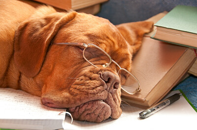 Śpiący pies w okularach