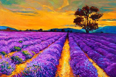 Campos de lavanda