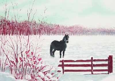 Friesisk häst i snö