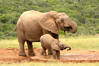 Mamma e cucciolo di elefanti africani