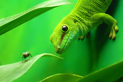 Green Gecko Lizard jigsaw puzzle