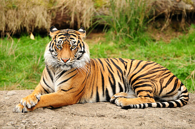 Tiger porträtt