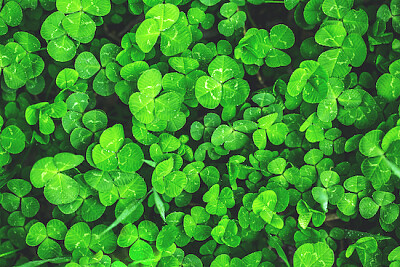 Green Clover Leaves jigsaw puzzle